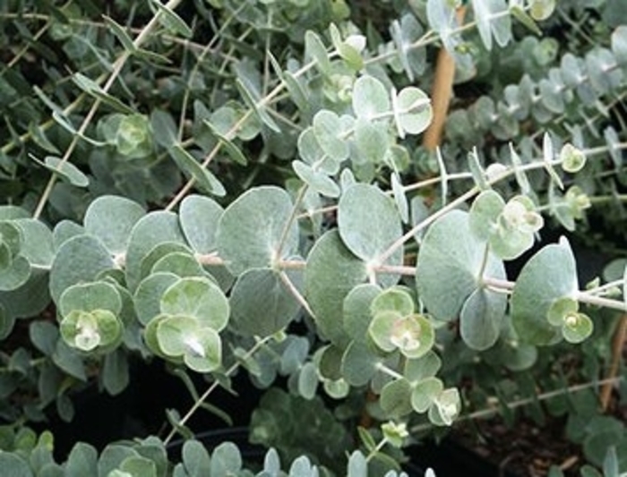 Silver Dollar Tree - Eucalyptus pulverulenta 'Baby Blue Culinary Couture™ '