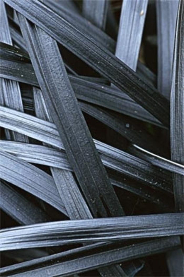 Black Mondo Grass - Ophiopogon planiscapus 'Nigrescens'