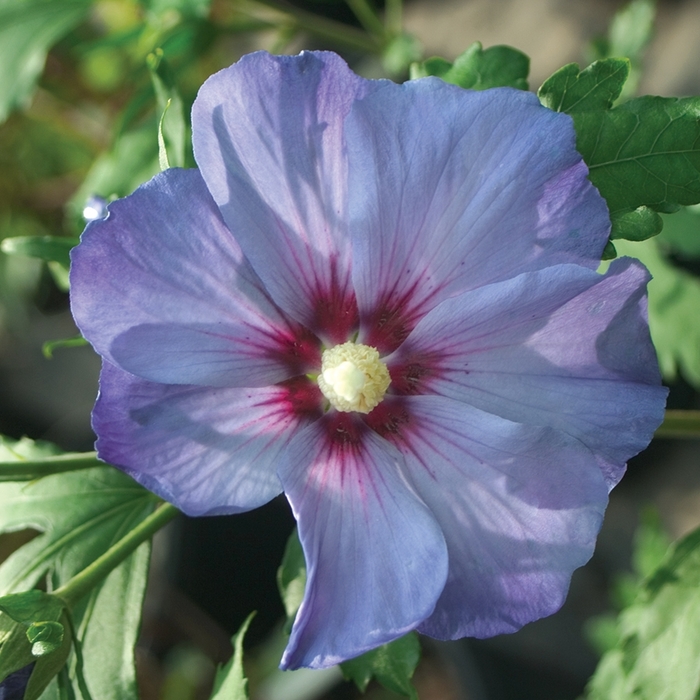 Rose of Sharon - Hibiscus syriacus 'Azurri Blue Satin®'