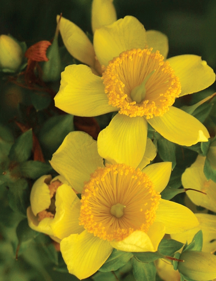 Sunny Boulevard® - Hypericum x