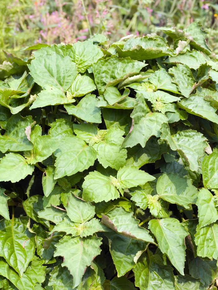 cablin - POGOSTEMON patchouli cablin - POGOSTEMON patchouli