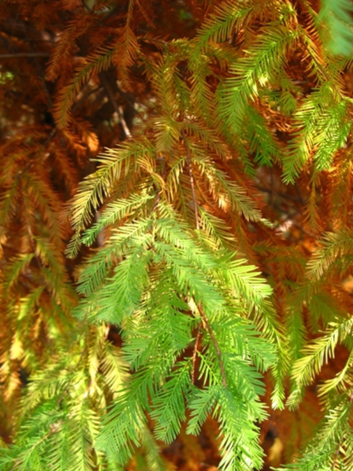 Bald Cypress - Taxodium distichum Bald Cypress - Taxodium distichum