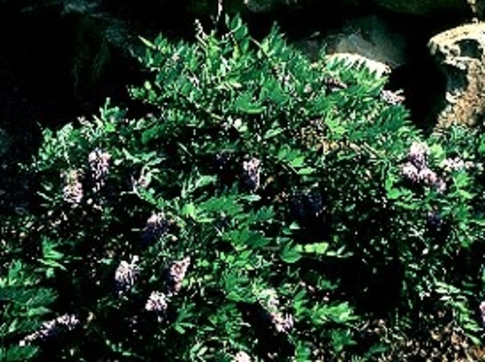 'Amethyst Falls' Wisteria - Wistera frutescens 'Amethyst Falls' 'Amethyst Falls' Wisteria - Wistera frutescens 'Amethyst Falls'