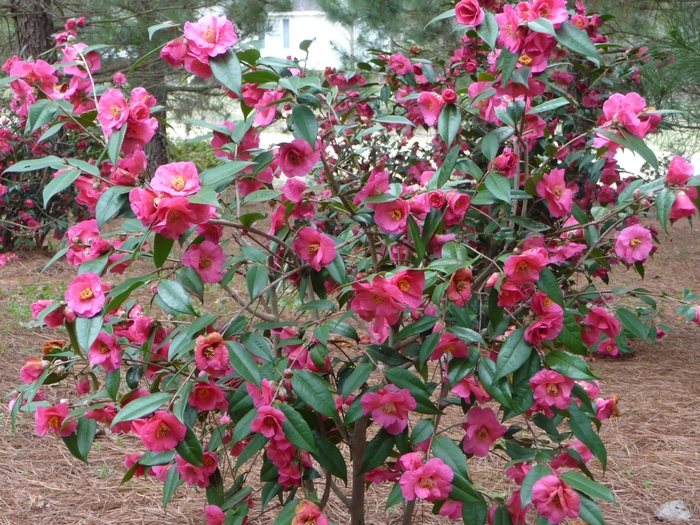 Kanjiro Camellia - Camellia sasanqua 'Kanjiro' Kanjiro Camellia - Camellia sasanqua 'Kanjiro'