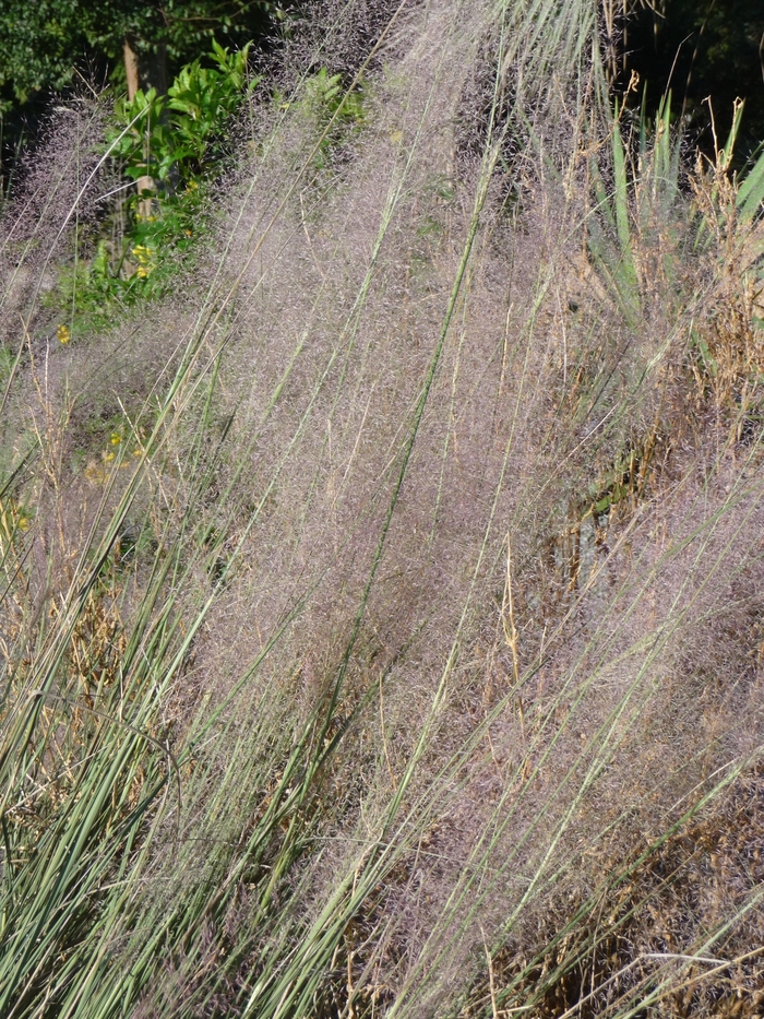 Pink Muhly Grass - Muhlenbergia capillaris