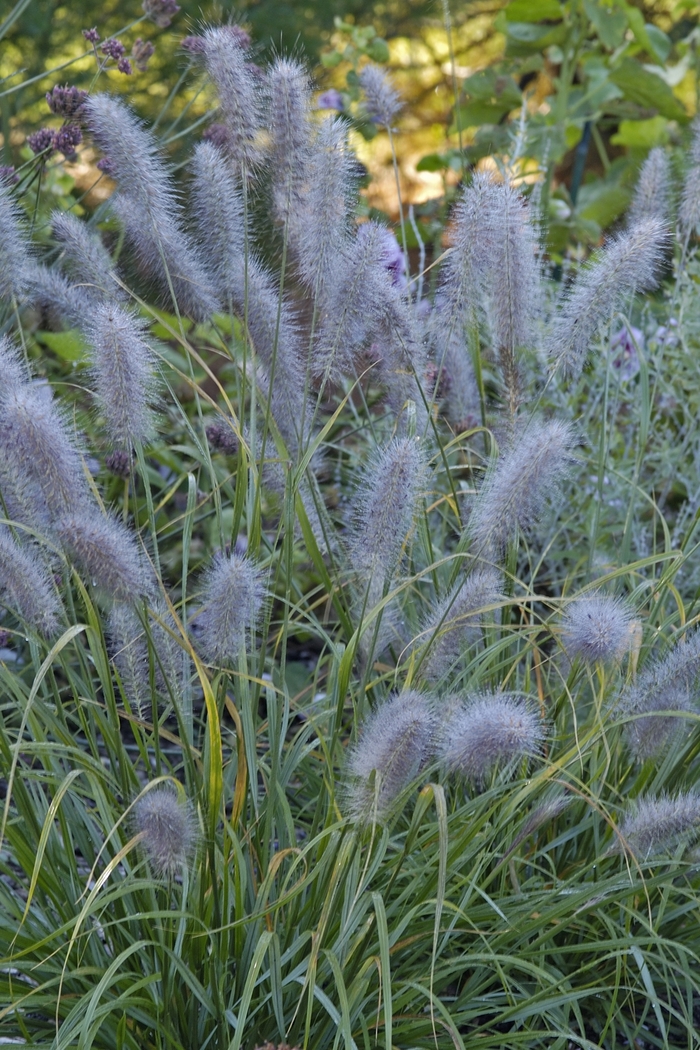 Black Flowering Fountain Grass - Pennisetum alopecuroides 'Moudry'