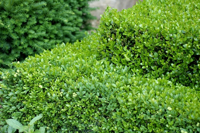 Green Gem Boxwood - Buxus x 'Green Gem'