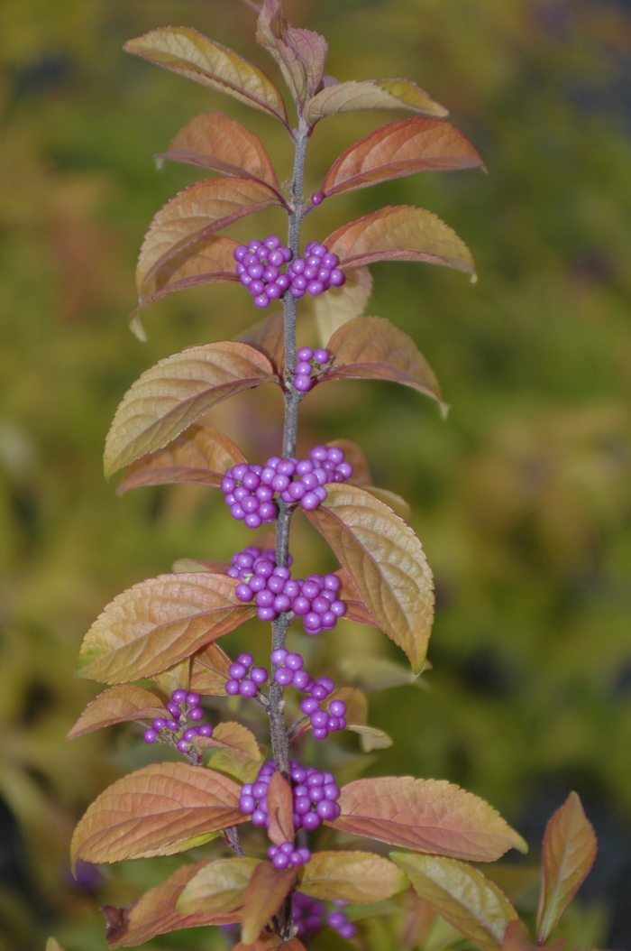 Beautyberry - Callicarpa dichotoma 'Early Amethyst'
