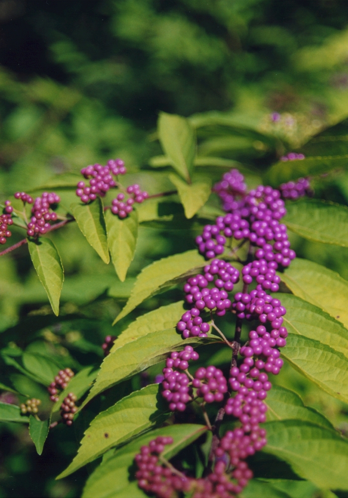 Beautyberry - Callicarpa dichotoma 'Purple Pride'