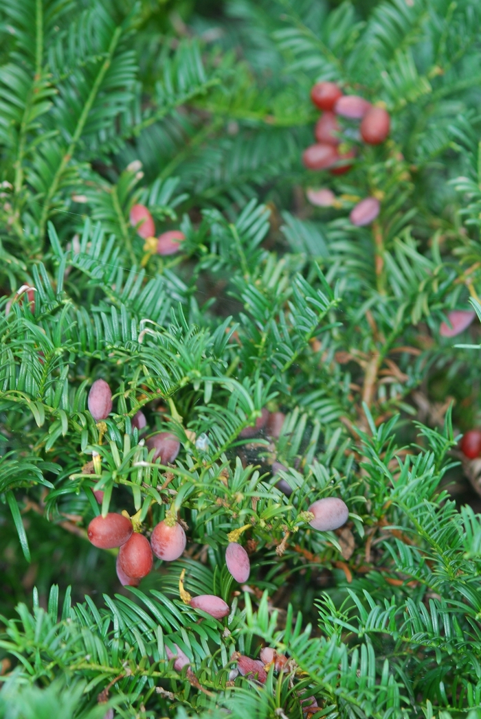 Prostrate Japanese plum yew - Cephalotaxus harringtonia 'Prostrata'