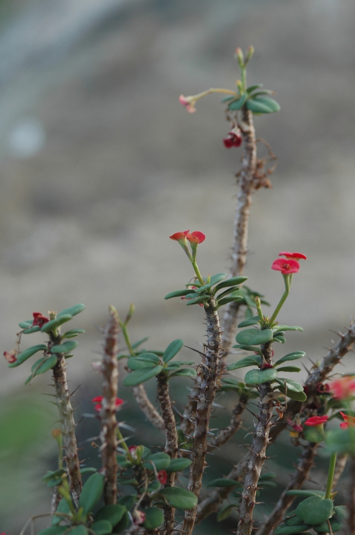 Crown of Thorns - Euphorbia milii var. splendens