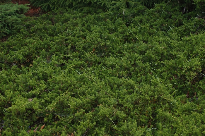 Eastern Red Cedar - Juniperus virginiana 'Reptans'
