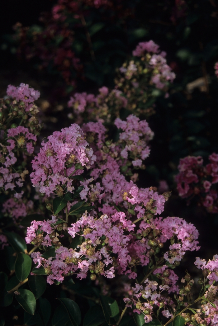 Black Diamond Crapemyrtle - Lagerstroemia indica 'Shell Pink'