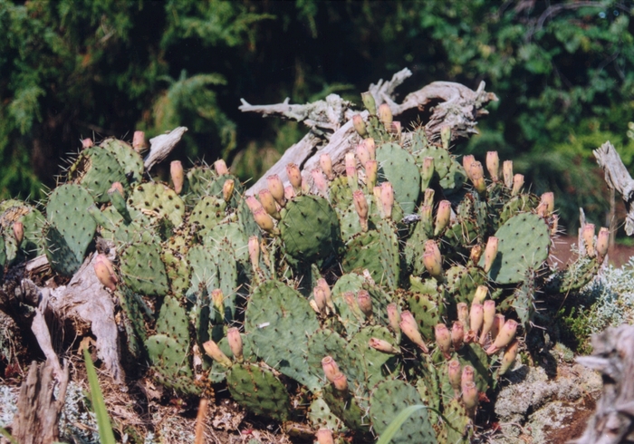 Cactus - Opuntia species