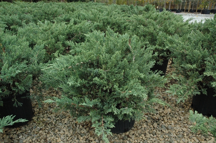 Parsons Juniper - Juniperus davurica 'Expansa' ('Parsonii')