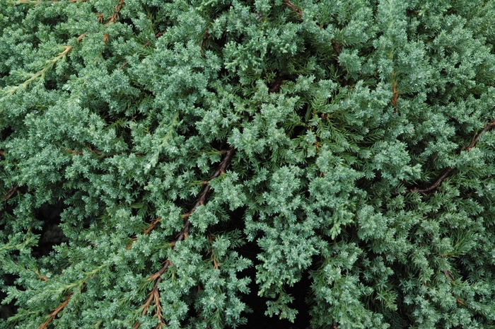 Green Mound Juniper - Juniperus procumbens 'Nana'