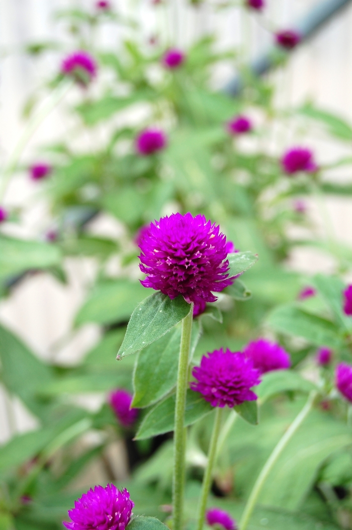 Audray Purple Red Gomphrena - Gomphrena 'Audray Purple Red'