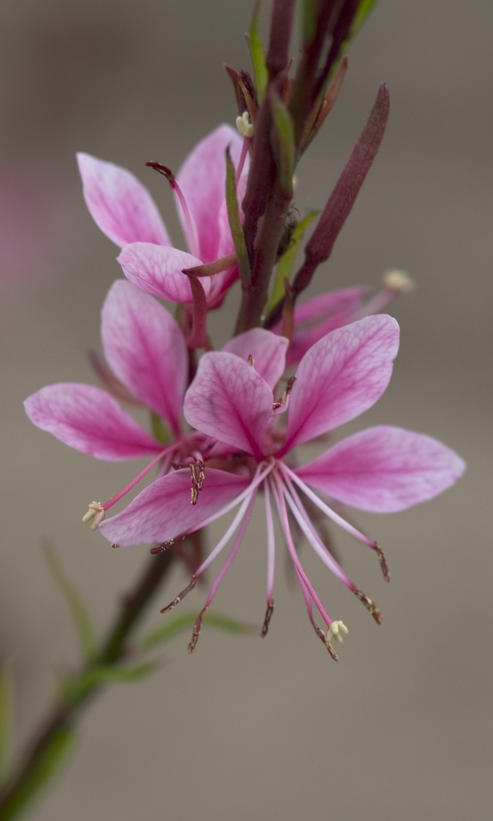 Wand Flower - Gaura lindheimeri 'Pink Cloud'