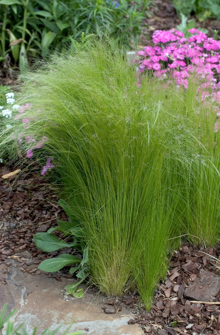 Mexican Feather Grass - Stipa tenuissima