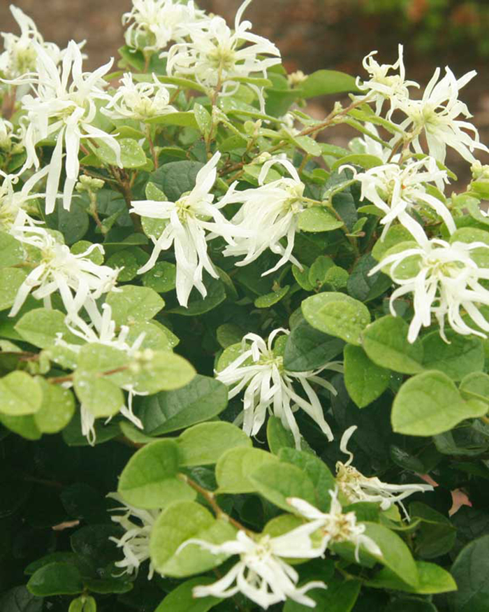 Loropetalum chinensis 'Emerald Snow' | Emerald Snow Loropetalum ...