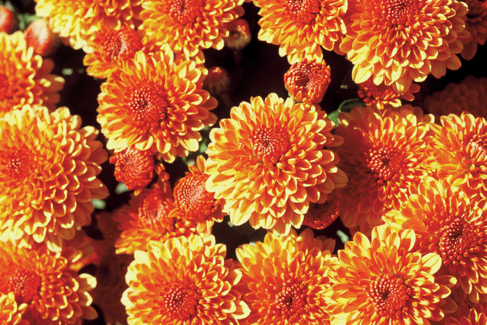 Mum - Bronze/Orange - Chrysanthemum (Garden Mum)