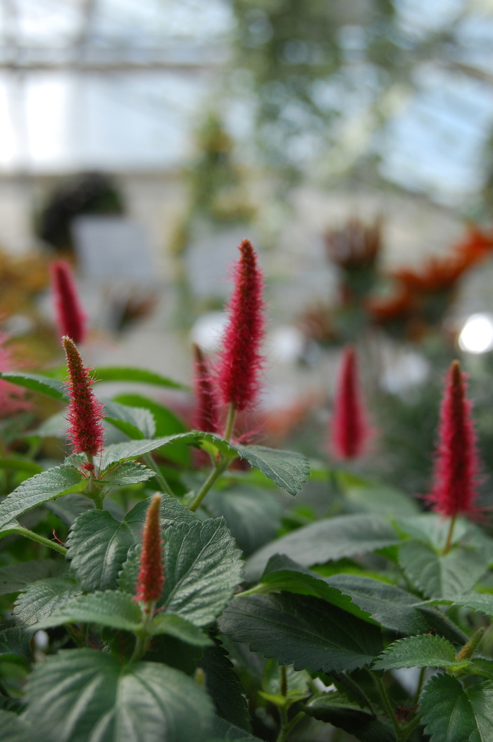 Trailing Red Cattail - Acalypha pendula