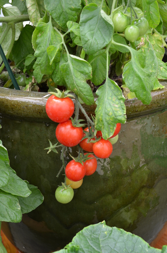 Cherry Tomato - Lycopersicon esculentum