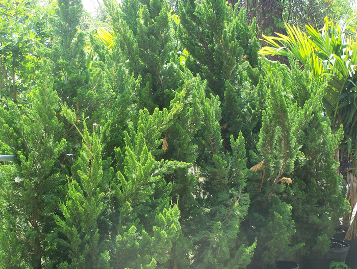 Hollywood Juniper - Juniperus chinesis 'Kaizuka' ('Torulosa') Hollywood Juniper - Juniperus chinesis 'Kaizuka' ('Torulosa')
