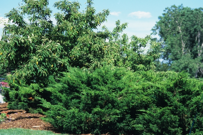 Sea Green Juniper - Juniperus chinensis 'Sea Green'