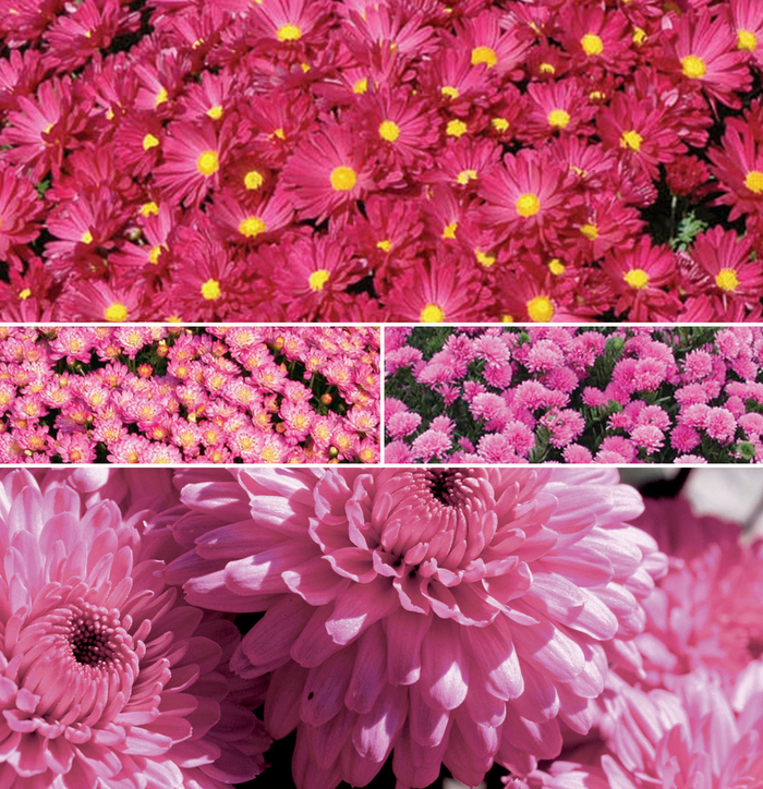 Mum - Pink - Chrysanthemum (Garden Mum)