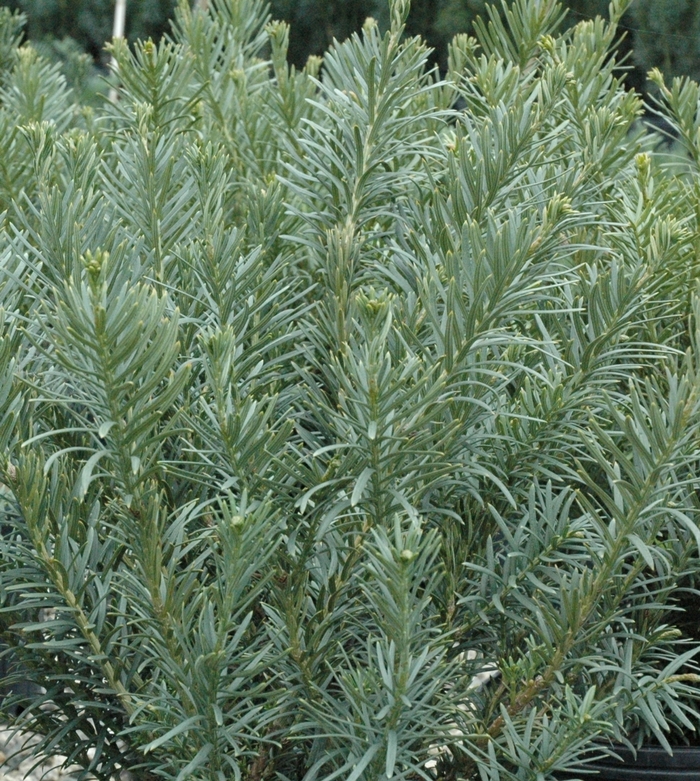 Upright Japanese Plum Yew - Cephalotaxus harringtonia 'Fastigiata'
