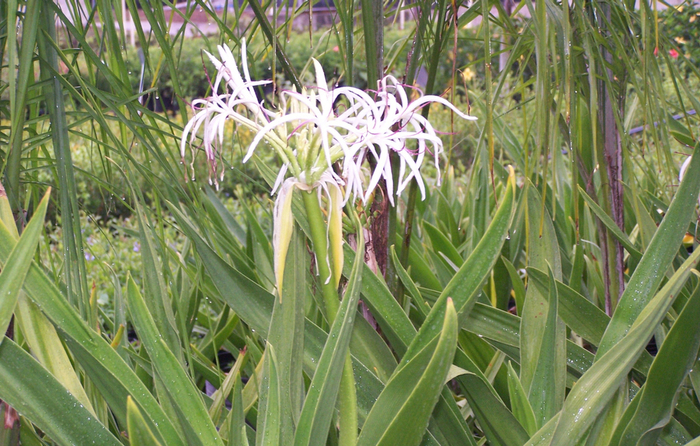 Crinum Lily - Crinum amabile 'Giant Spider Lily'
