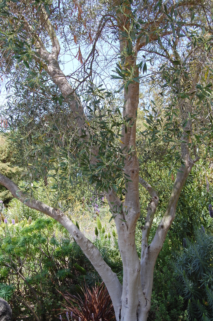 Arbequina Olive - Olea europea 'Arbequina' 