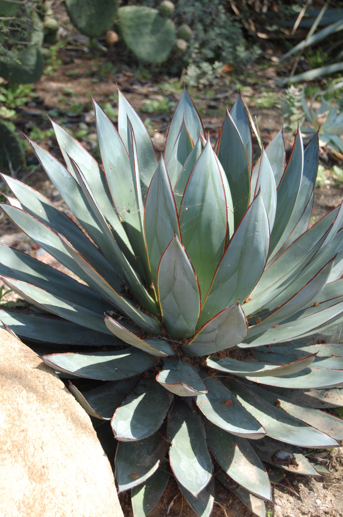 'Blue Glow' Agave - Agave 'Blue Glow'