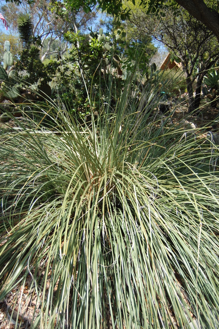 Beargrass - Nolina microcarpa
