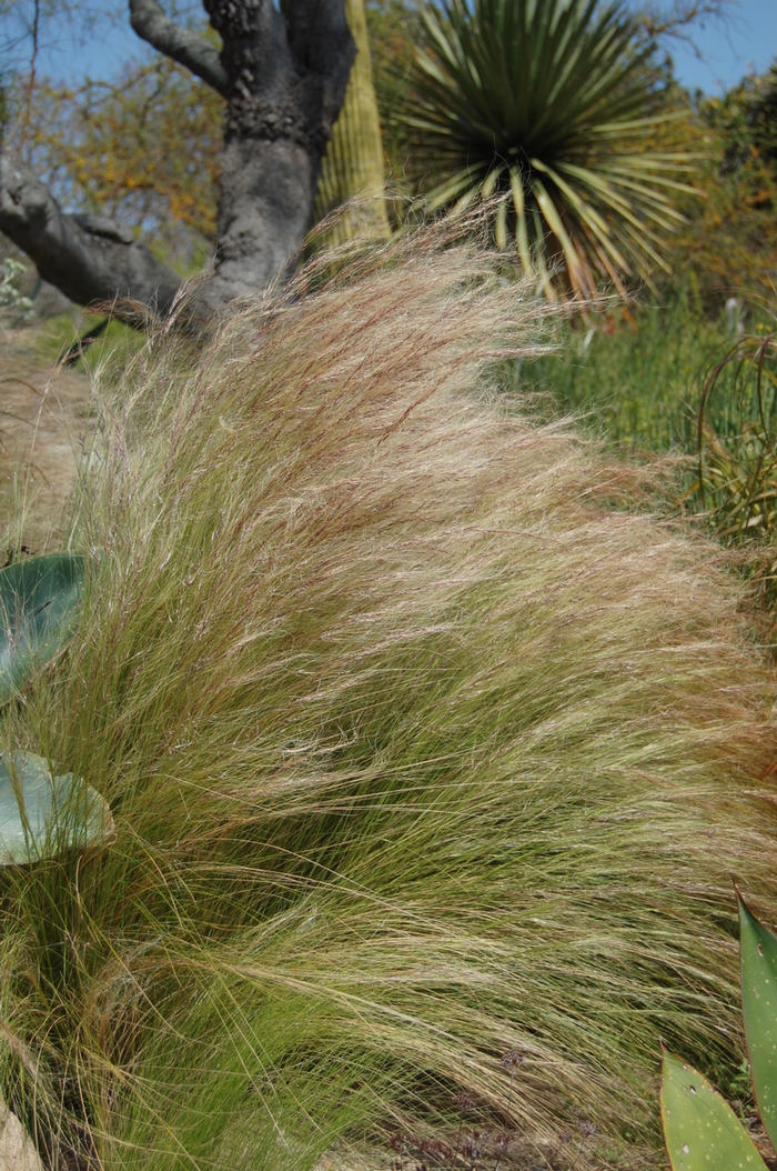 Nassella tenuissima | Mexican Feather Grass | Shades of Green Inc.