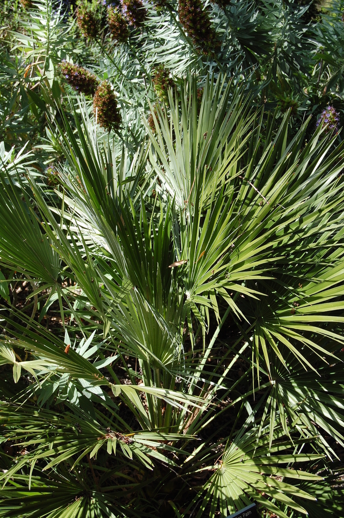 Mediterranean Fan Palm - Chamaerops humilis