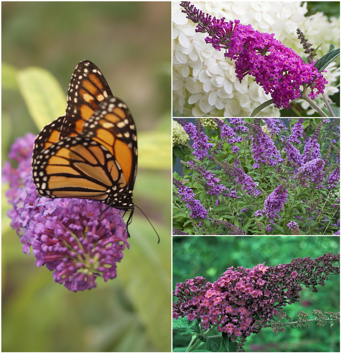 Butterfly Bush - Buddleia - Multiple Varieties