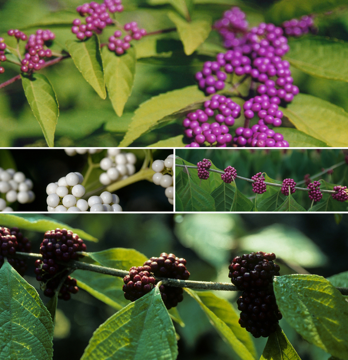 Callicarpa - Beautyberry - Multiple Varieties