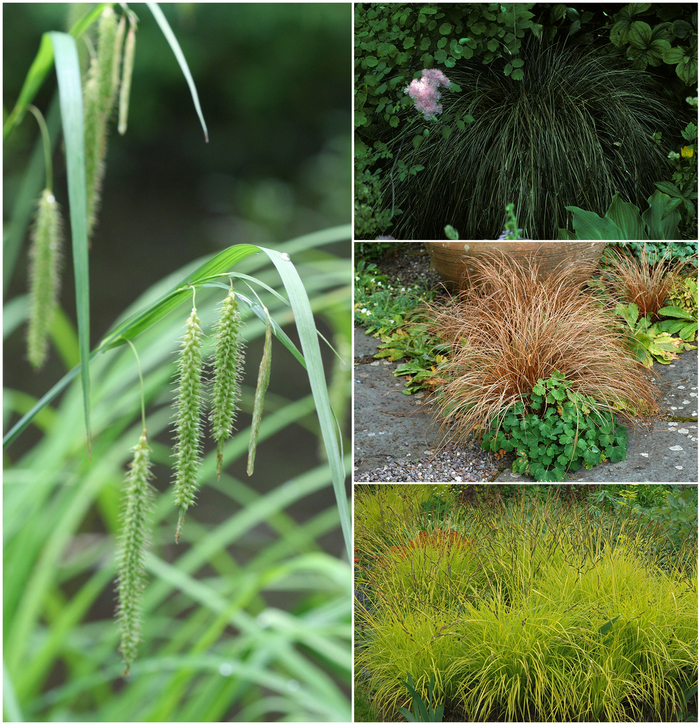 Carex / Sedge - Multiple Varieties