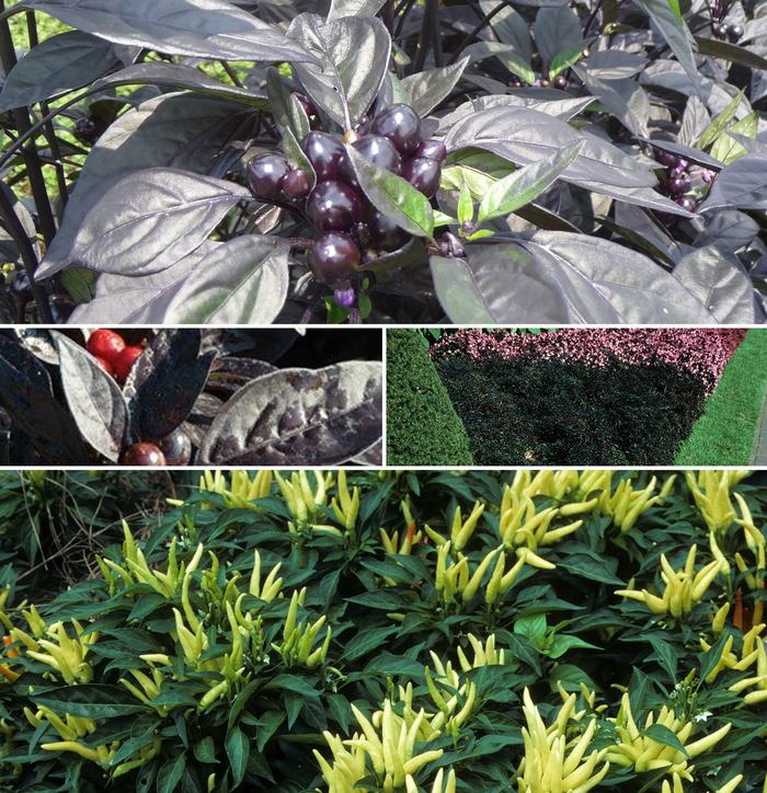 Capsicum - Ornamental Pepper - Multiple Varieties