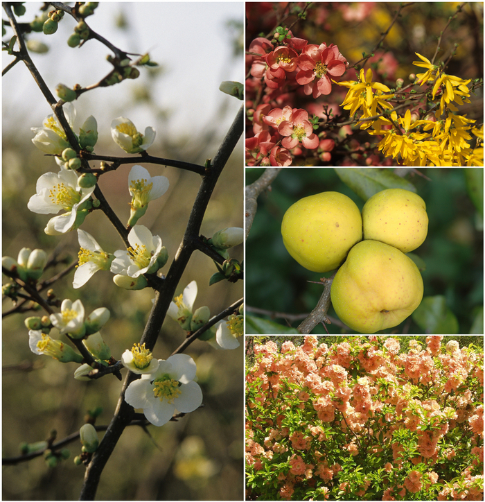 Chaenomeles - Flowering Quince - Multiple Varieties
