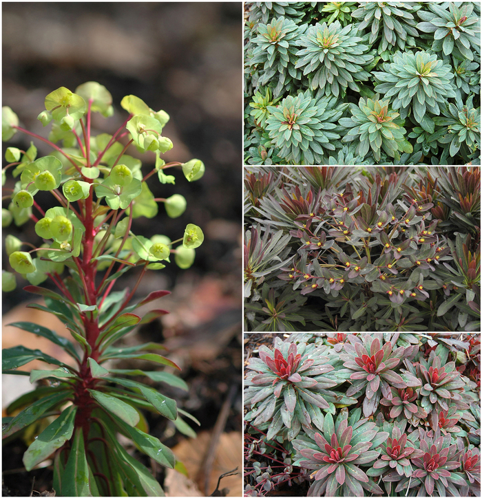 Spurge - Euphorbia 'Multiple Varieties'