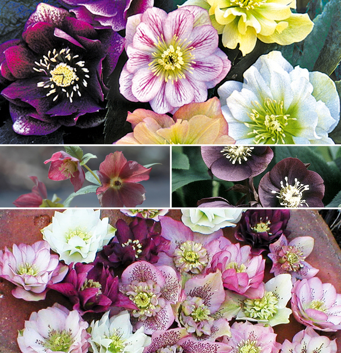 Helleborus - Lenten Rose - Multiple Varieties