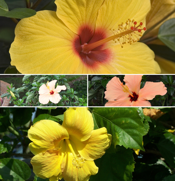 Tropical Hibiscus - Multiple Varieties