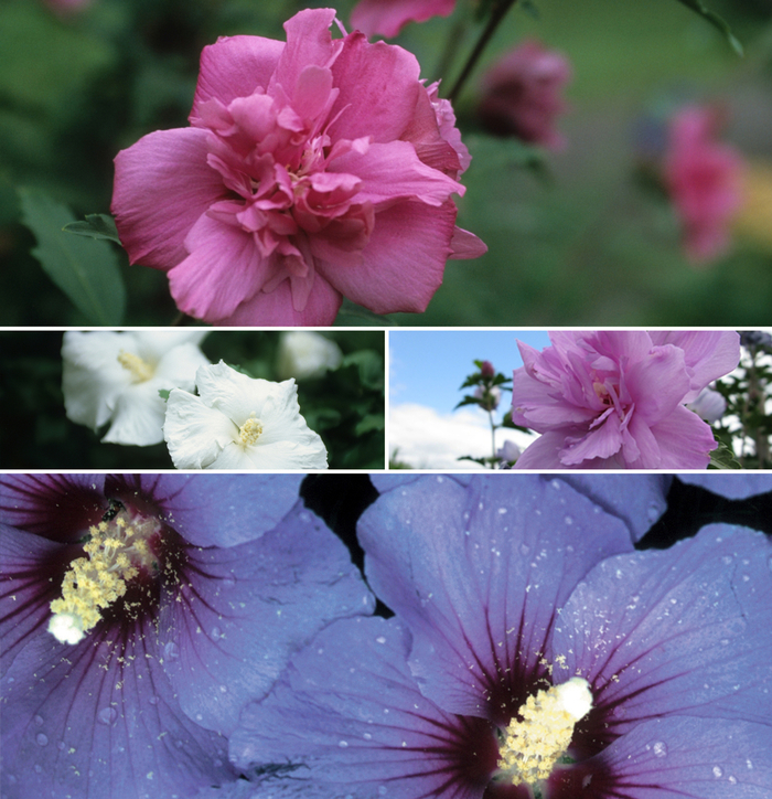 Hibiscus - Rose of Sharon - Multiple Varieties