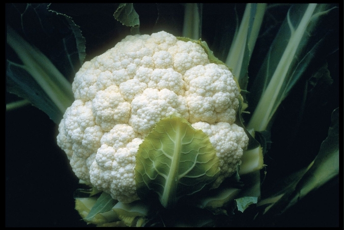 Candid Charm F1 - Cauliflower