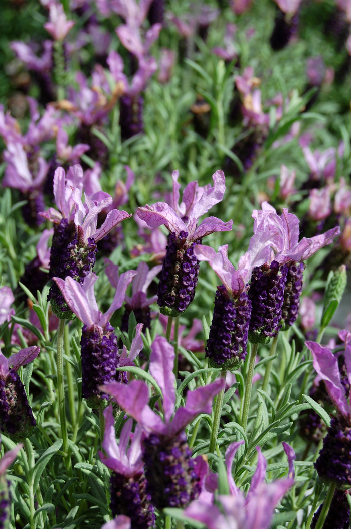 Lavender - Lavandula stoechas 'Blueberry Ruffles'