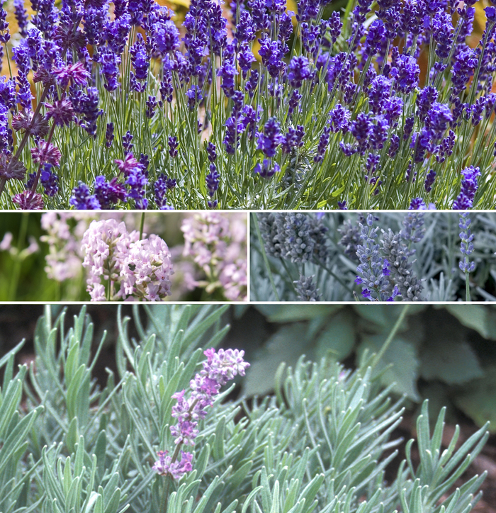 Lavender - Multiple Varieties