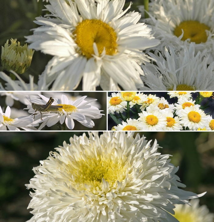 Shasta Daisy - Leucanthemum Multiple Varieties
